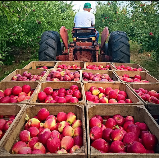 Klim’s Orchard