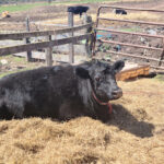 Billys New Hope Barn Zoo in Honesdale Pennsylvania
