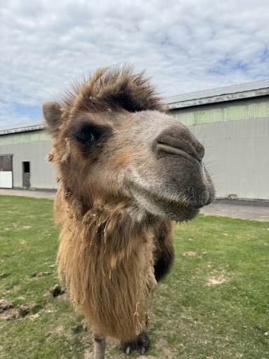 Safari Farm Petting Zoo And Sanctuary Nature Preserve in Lake Ariel Pennsylvania